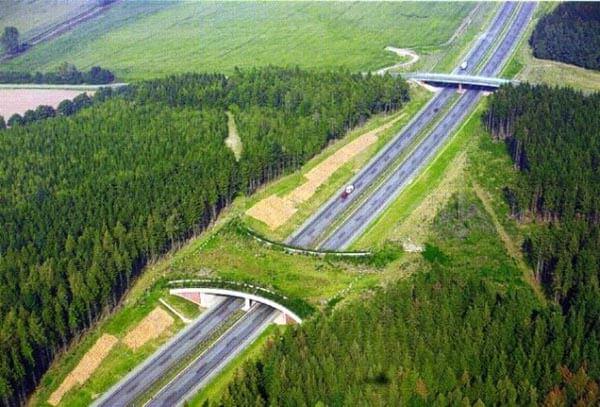 Sustentabilidade - O que são pontes verdes e qual sua importância